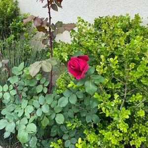 Meet your Posher, Camilla